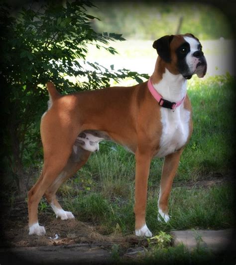 boxer breeders in montana|green mountain boxers.